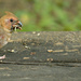Female Cardinal-Young  by mej2011