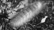 15th Aug 2016 - Just as Fuzzy in B&W