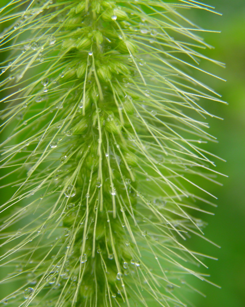 Water Droplets on the Fox Tail by daisymiller