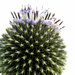 Thistle with a Crown! by radiogirl