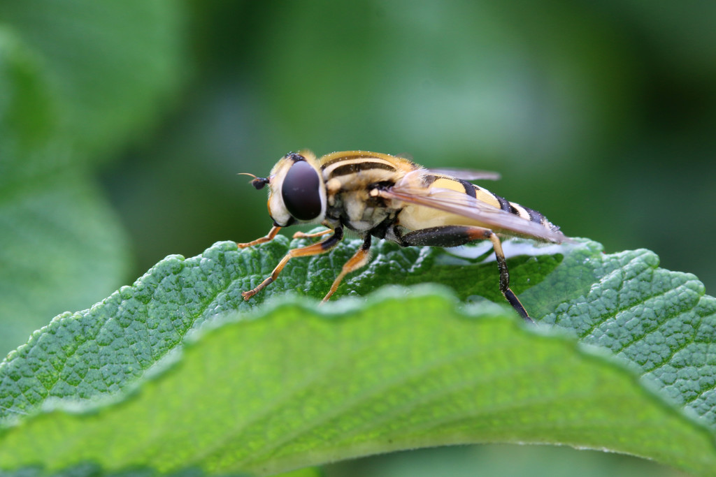 Wasp by ingrid01
