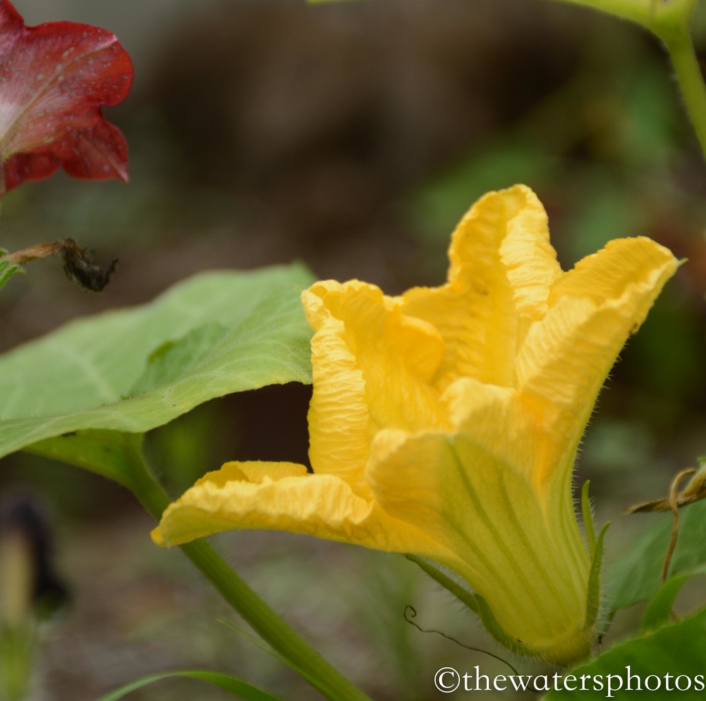 Squash and petunia...side by side by thewatersphotos