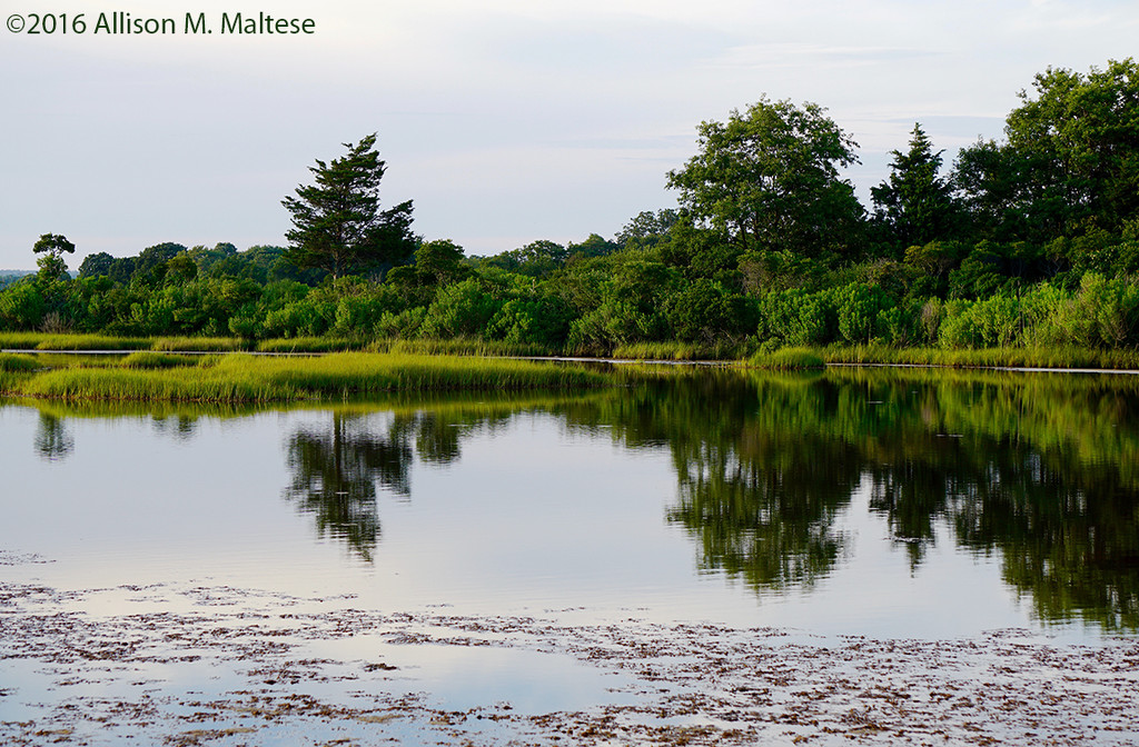 Reflections at Hammonasset Pond by falcon11