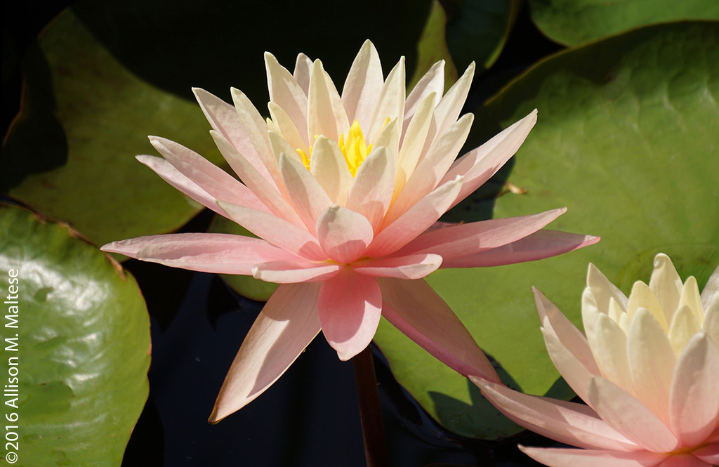 Pink Water Lily by falcon11