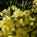 Wattle & Lady Beetle ~ by happysnaps