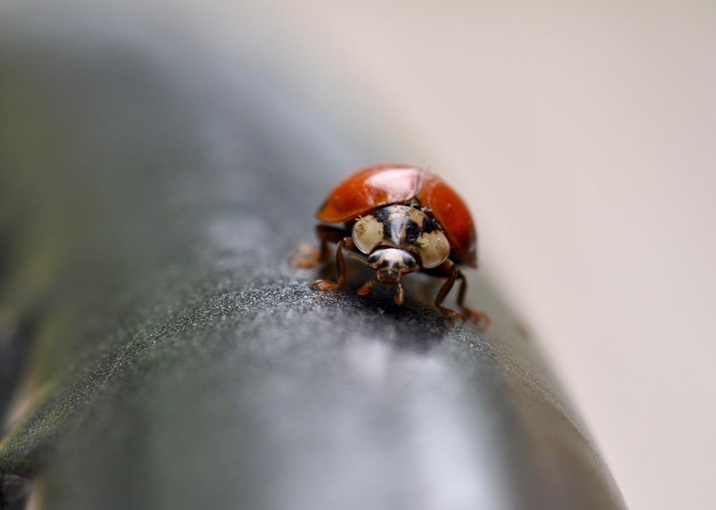Lady Beetle by frantackaberry