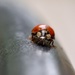 Lady Beetle by frantackaberry
