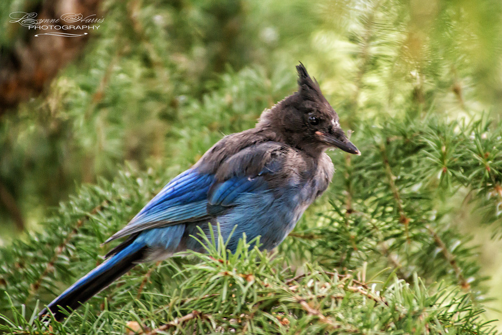 Mountain Blue Jay by lynne5477