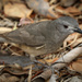 Grey shrike thrush by flyrobin
