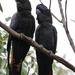 Red-tailed black cockatoos by flyrobin