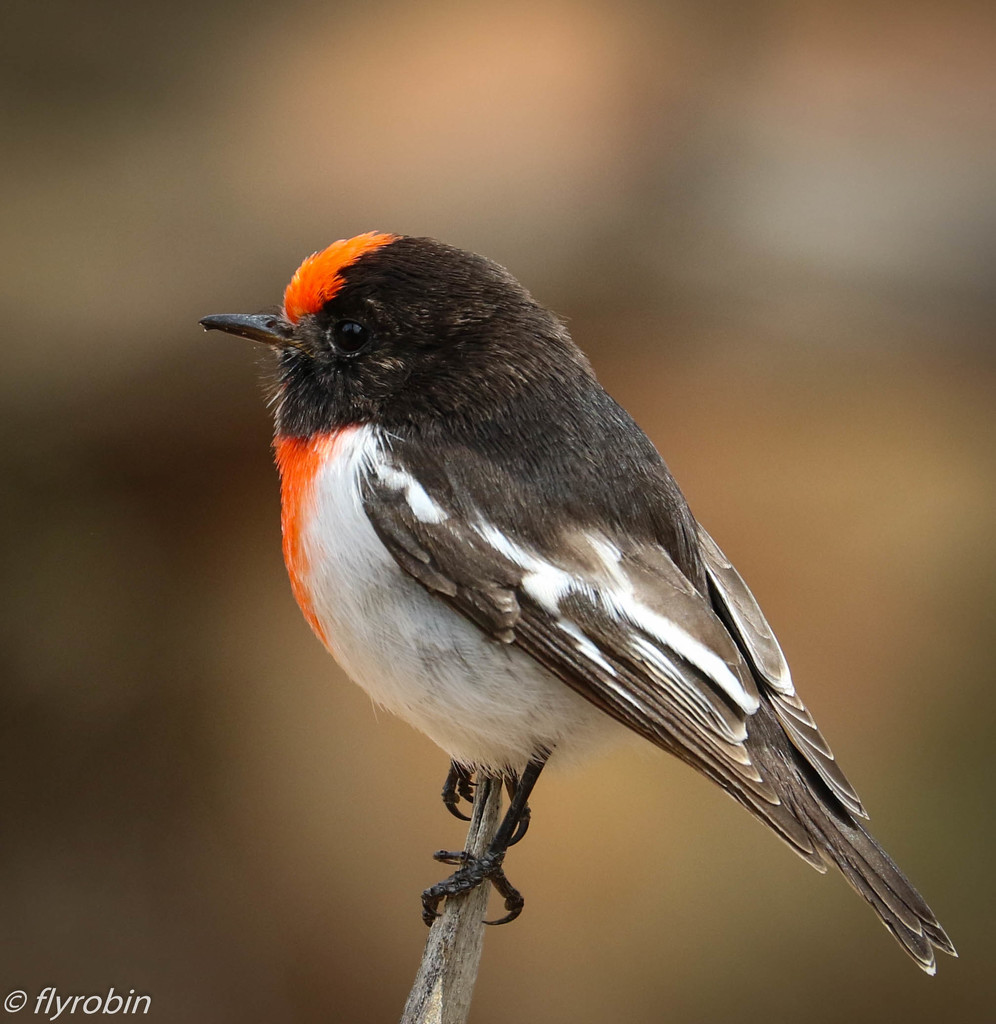 Red-capped robin by flyrobin
