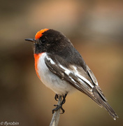 12th Jul 2016 - Red-capped robin