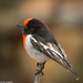 Red-capped robin by flyrobin