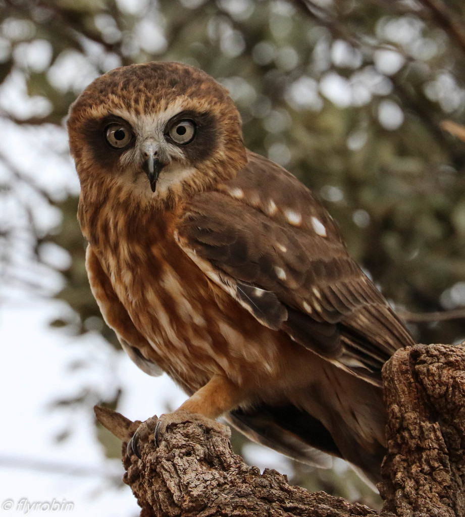 Boobook owl by flyrobin