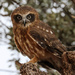 Boobook owl by flyrobin
