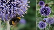 16th Aug 2016 - busy bees.....