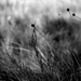 Grass seeds by peterdegraaff