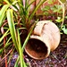My Snail Sanctuary by ajisaac