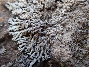 7th Aug 2016 - lichen...