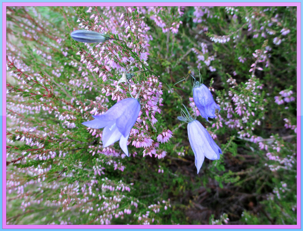 heather and harebells by jmj