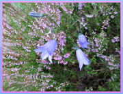 16th Aug 2016 - heather and harebells