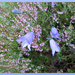 heather and harebells by jmj