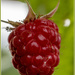 Raspberry by pcoulson