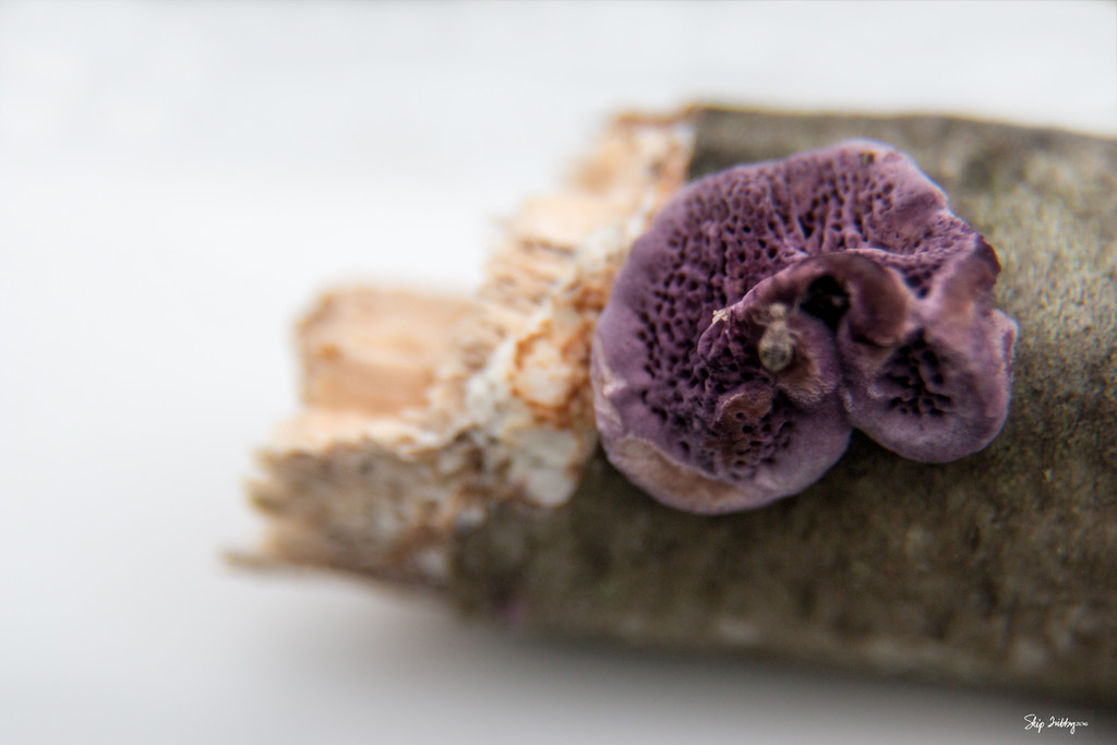 Small Purple Fungus by skipt07