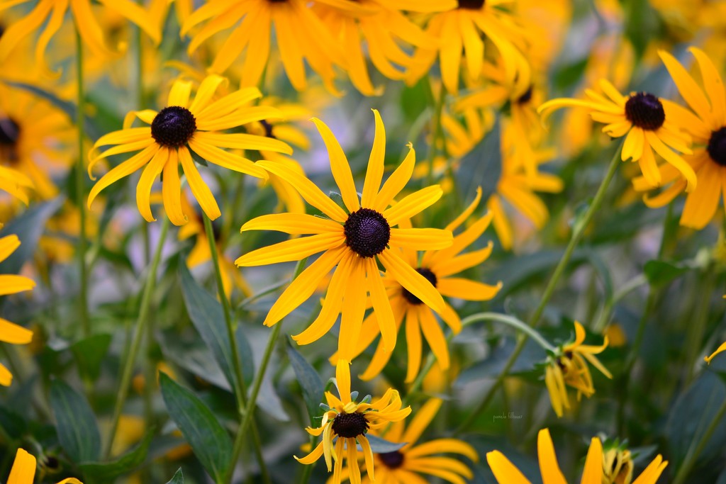 black-eyed-susans... by earthbeone