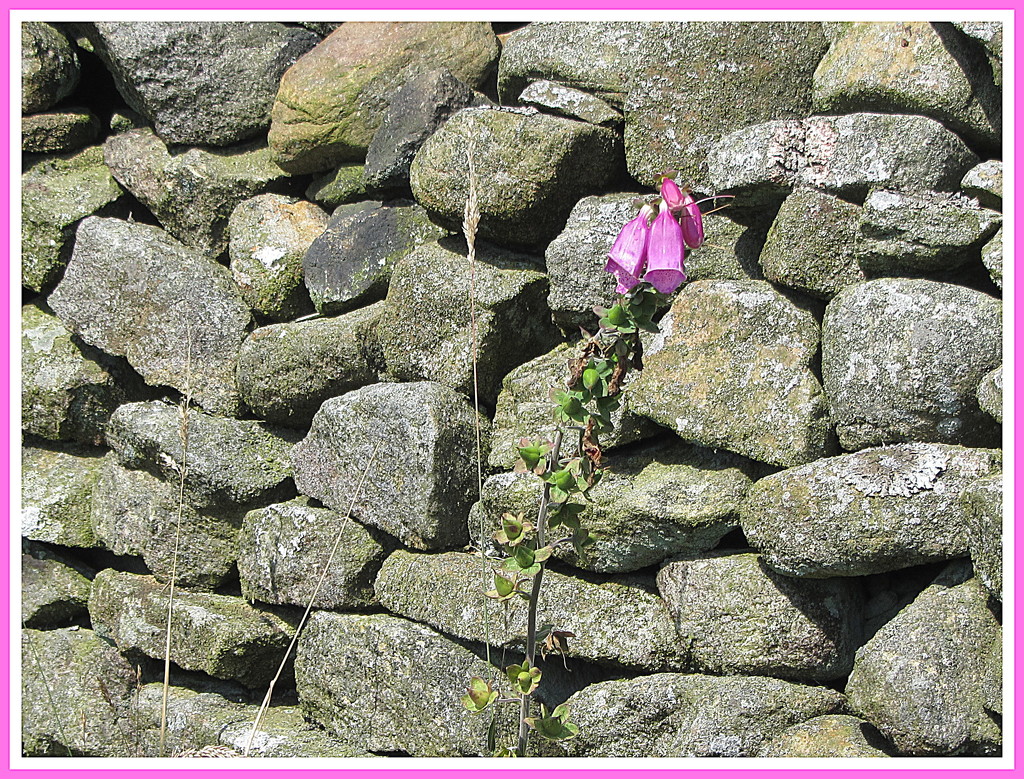 Foxglove and Dry Stone Wall. by grace55