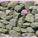 Foxglove and Dry Stone Wall. by grace55