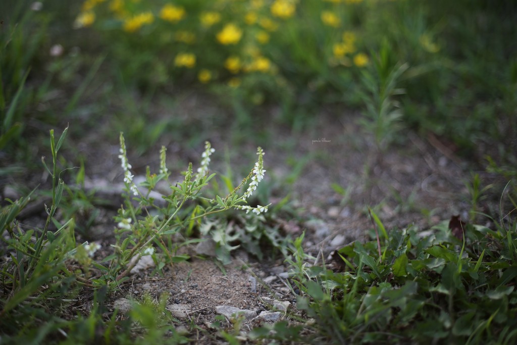 white sweet clover... by earthbeone