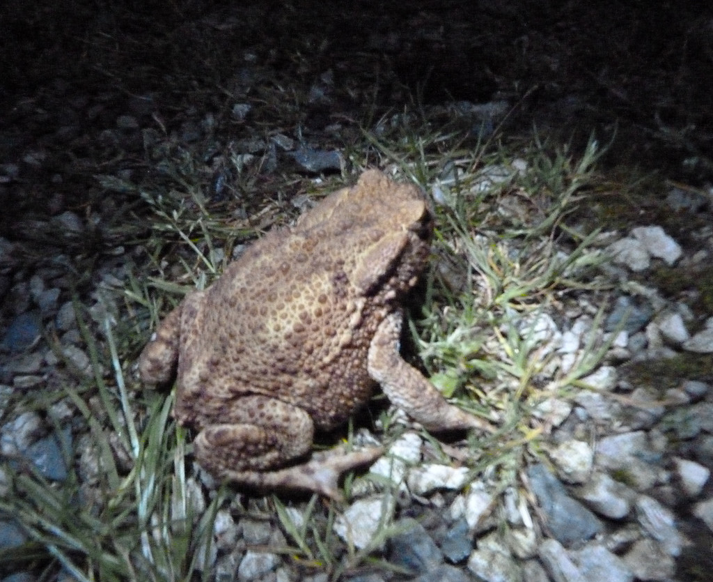 Frog or toad? by shirleybankfarm