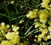 17th Aug 2016 - More Wattle + 2 Lovely Bugs.
