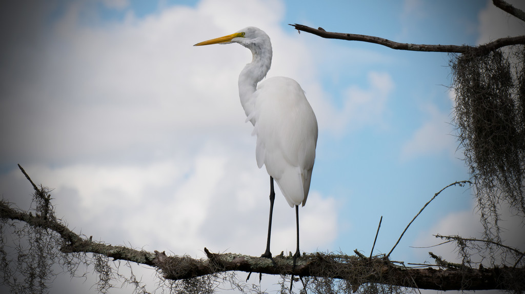 Egret Watching Me! by rickster549