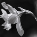 Daffodil in black and white  by nicolecampbell