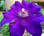 16th Aug 2016 - Purple Clematis