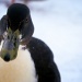 A duck? A duck? No, I'm a pinguin! by iiwi