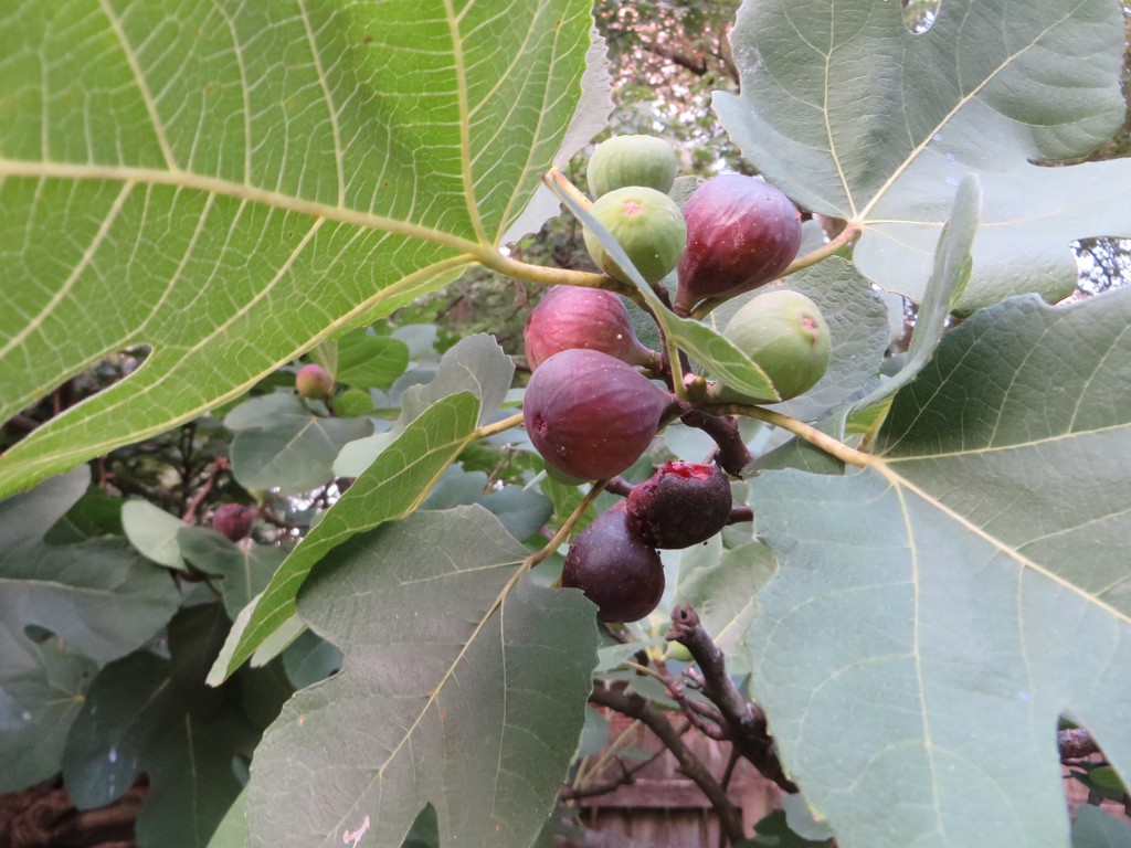 The figs are ripening by margonaut