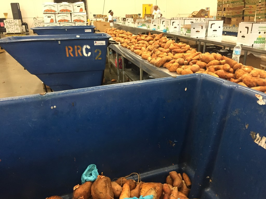 Sweet potato day at the Food Bank by margonaut
