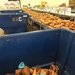 Sweet potato day at the Food Bank by margonaut