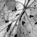 Black and White Caladium Leaf by daisymiller
