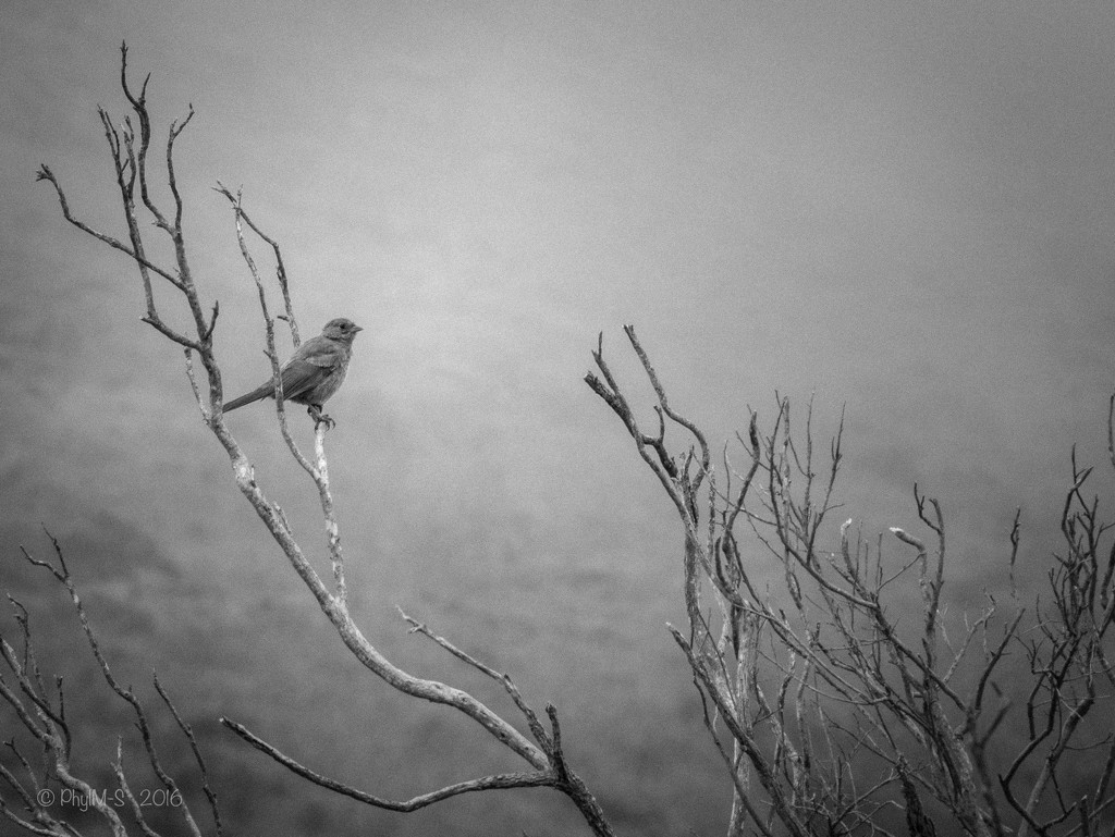 Gothic Morning Songbird by elatedpixie