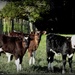 Calves by yorkshirekiwi