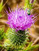 15th Aug 2016 - Bee N' Thistle