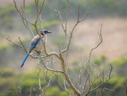 16th Aug 2016 - Scrub Jay Watching Over