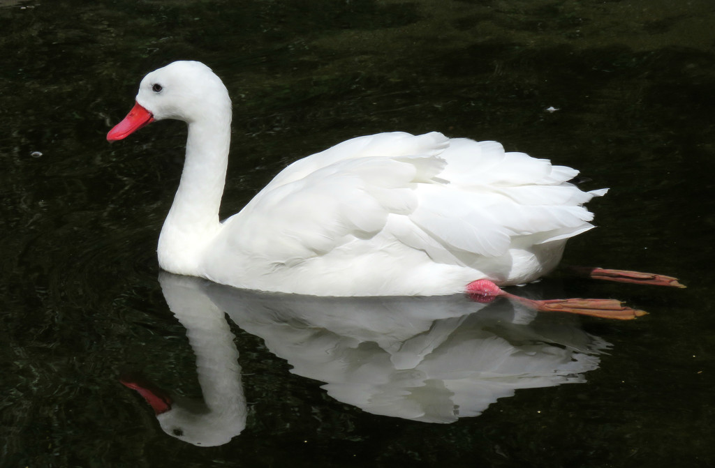 Coscoroba Swan by seattlite