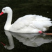 Coscoroba Swan by seattlite