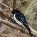 Male hooded robin by flyrobin