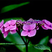 Lace Cap Hydrangea (Best viewed on black) by carolmw